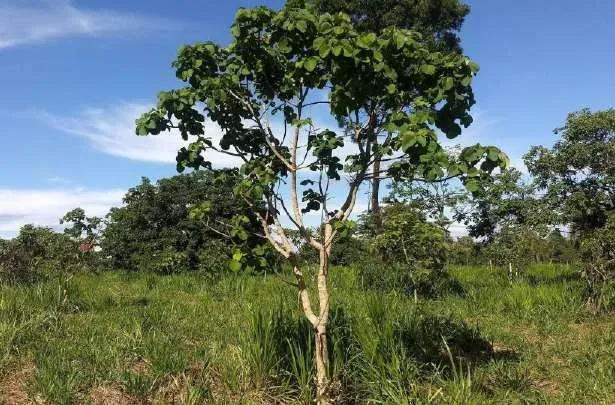 Árvore nativa do Cerrado já estabelecida na área de recuperação