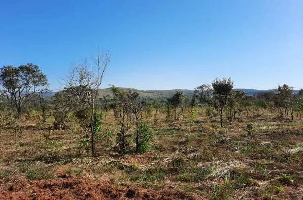 Módulos experimentais de recuperação do Cerrado com mudas nativas em desenvolvimento