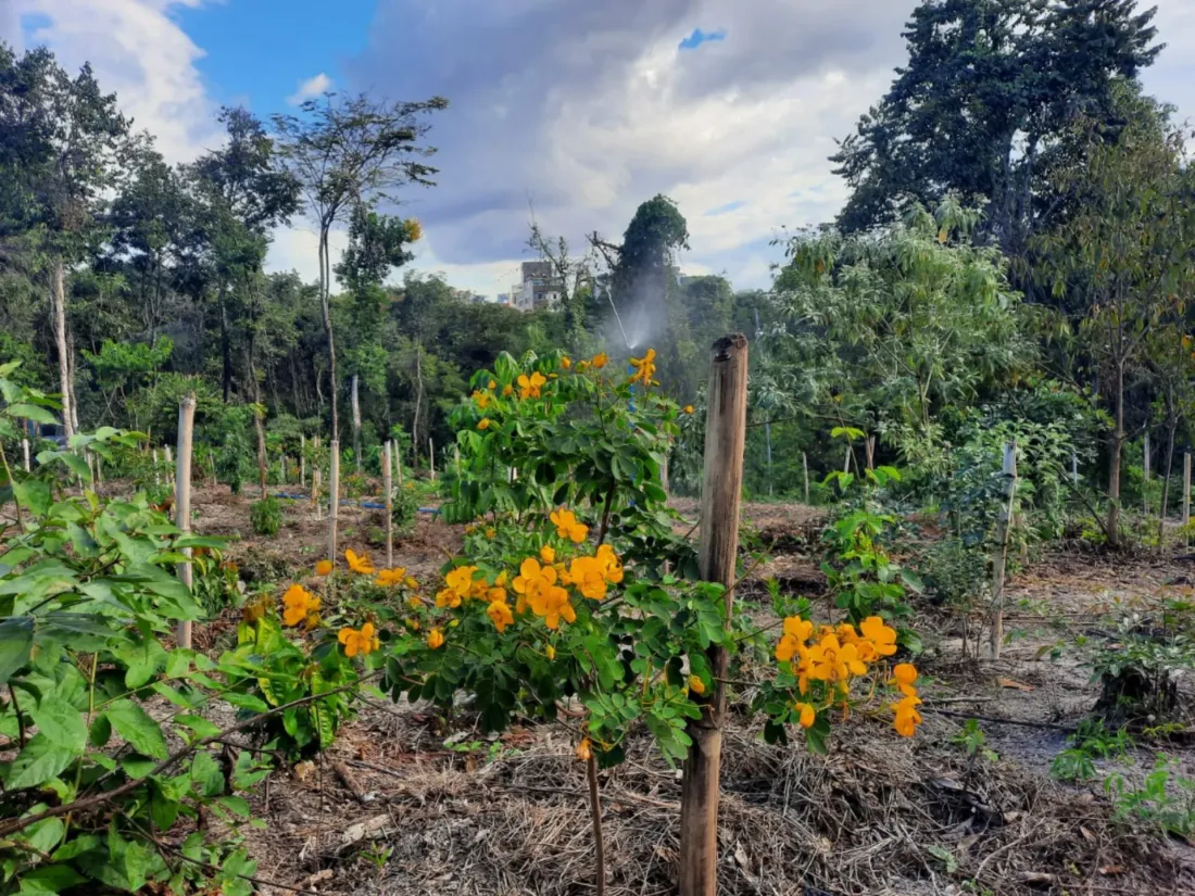 Florescimento amarelo de mudas nativas na área reflorestada