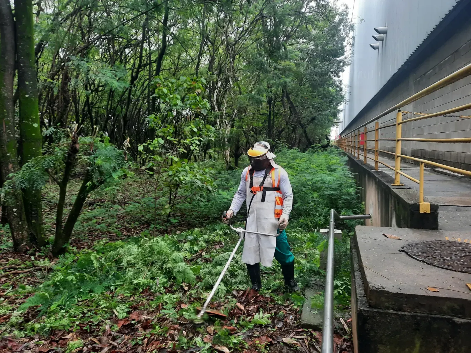 Poda técnica em ponte com plataforma elevatória articulada
