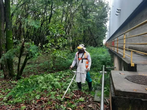 Poda técnica em ponte com plataforma elevatória articulada