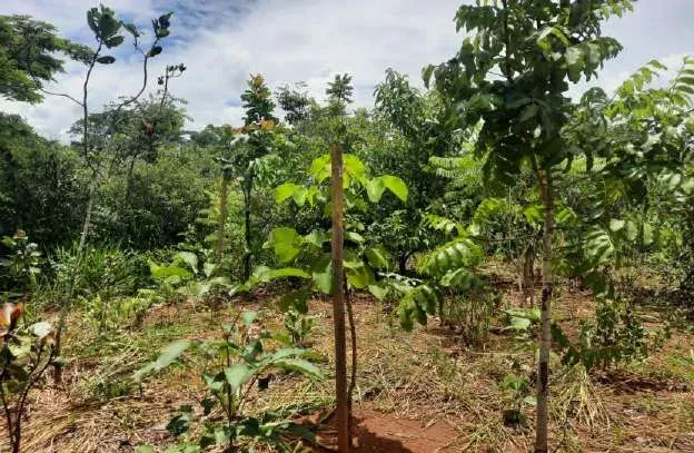 Mudas nativas do Cerrado em crescimento entre a vegetação regenerante