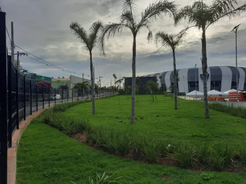 Paisagismo com palmeiras e forração em canteiro gramado junto à Arena MRV