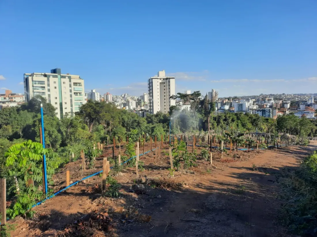 Plantio jovem no Parque Ursulina Melo com skyline de Belo Horizonte ao fundo