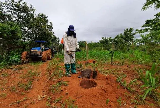 Trabalhador Pequi abrindo cova para plantio em módulo de recuperação do Cerrado