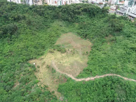 Vista aérea da área de plantio em meio a fragmento de mata em Belo Horizonte