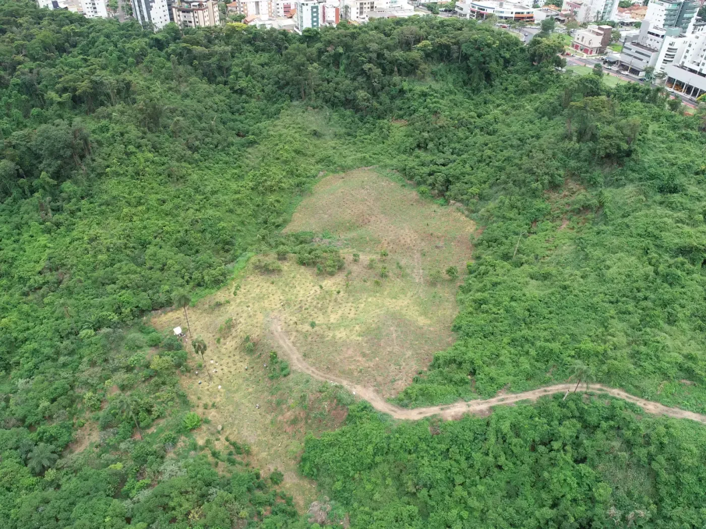 Vista aérea da área de plantio em meio a fragmento de mata em Belo Horizonte