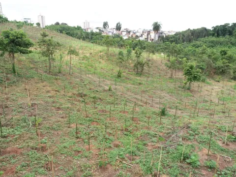 Encosta reflorestada com mudas nativas estaqueadas e cidade ao fundo
