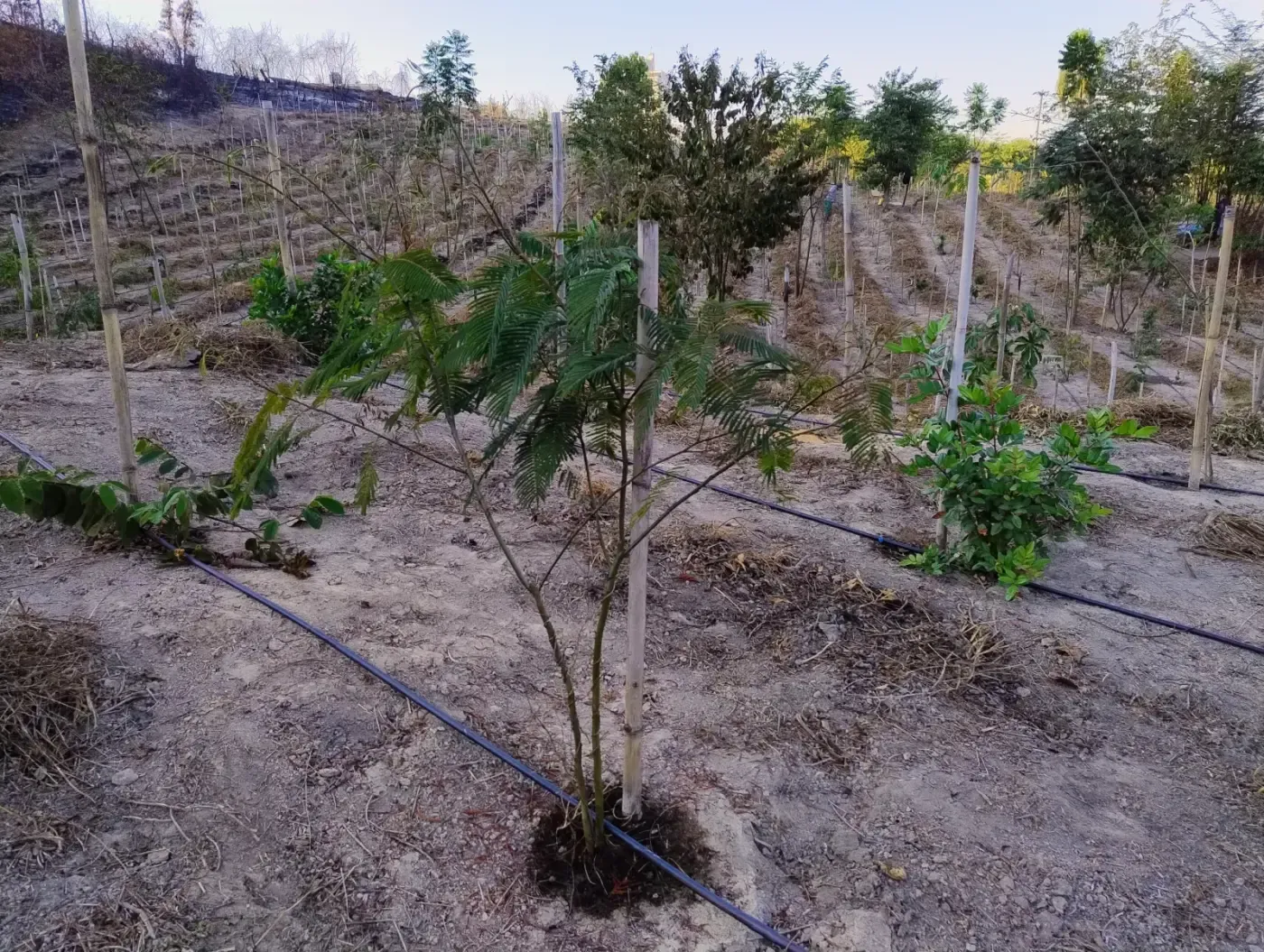 Muda nativa jovem com sistema de irrigação por gotejamento instalado