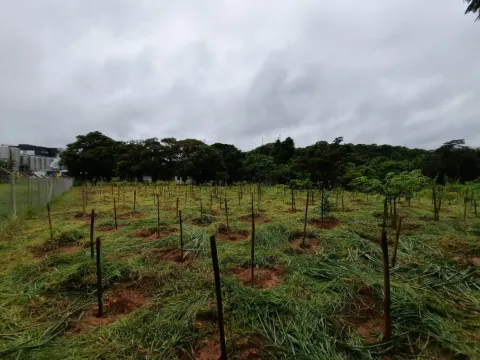 Área de plantio compensatório com mudas estaqueadas junto à planta industrial da AMBEV