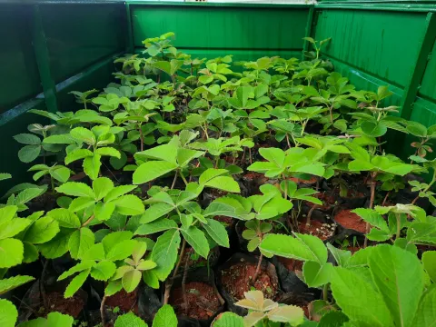 Mudas nativas produzidas em viveiro, prontas para o plantio de reflorestamento